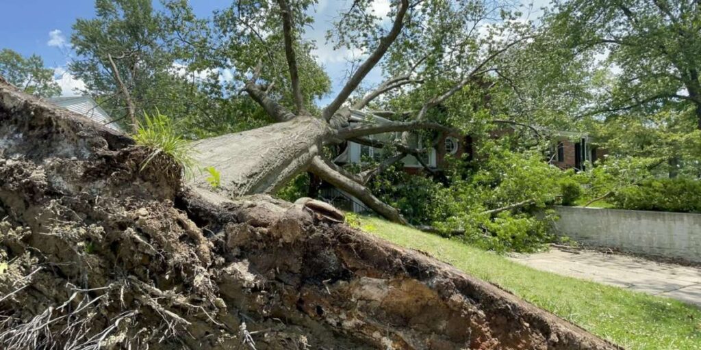 tree damage